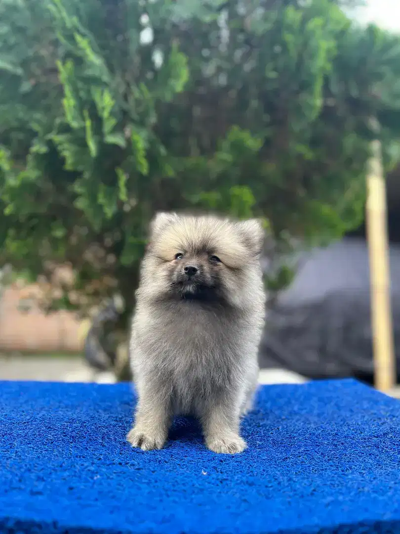 Minipom Betina Kosongan