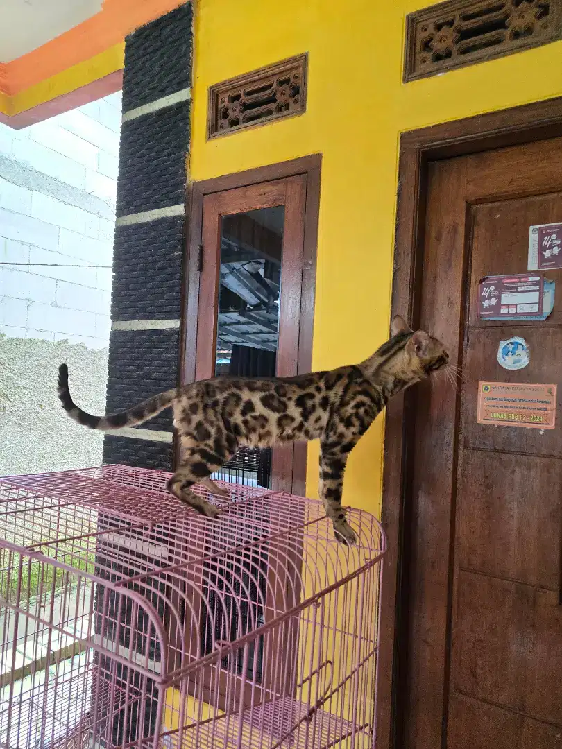 Sepasang kucing lucu indukan