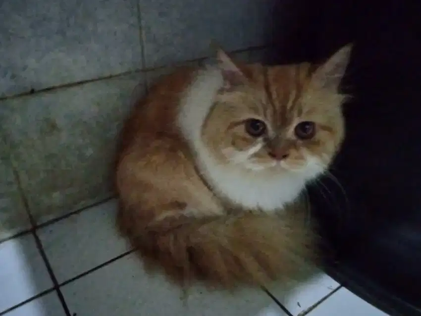 Open adop kucing anggora flat nose