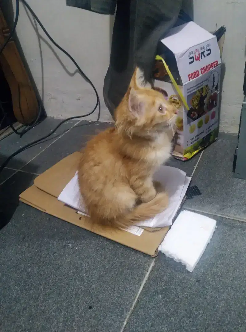 LEPAS ADOPSI KITTEN JANTAN