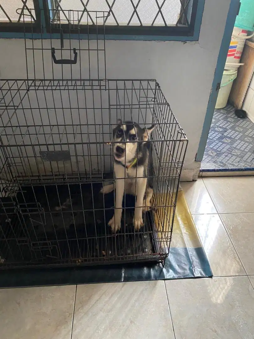 Husky jantan 8 bulan