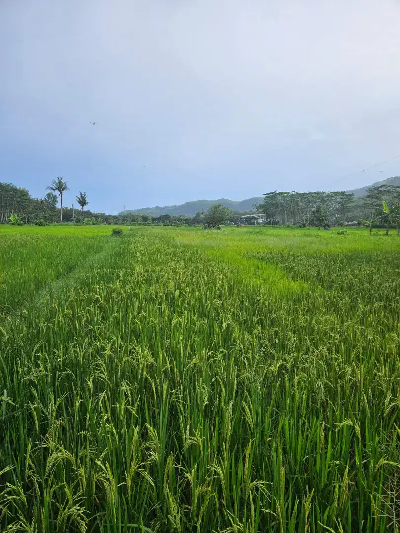 Dijual tanah sawah cepat, subur, Pacitan kota