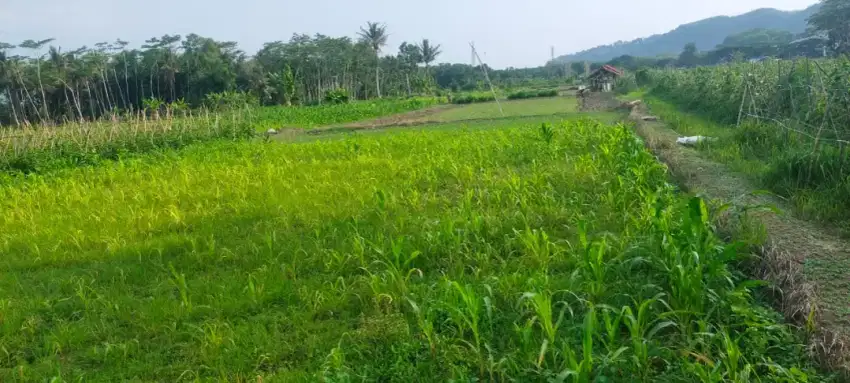 Dijual tanah sawah cepat, subur, Pacitan kota