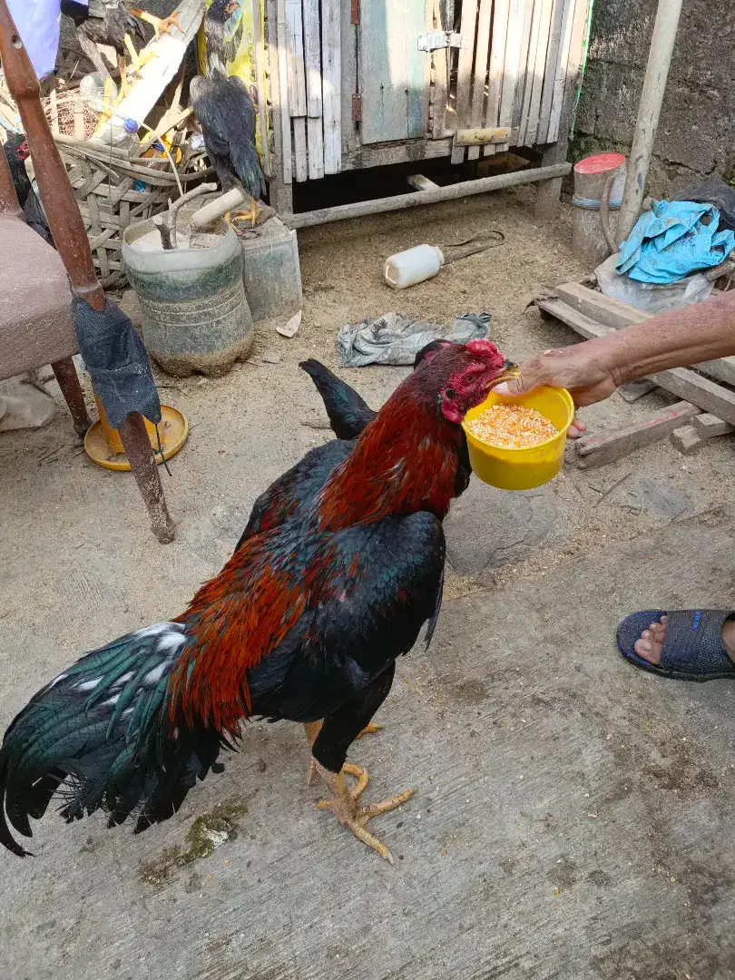 Ayam, entog, burung dara, Bebek super