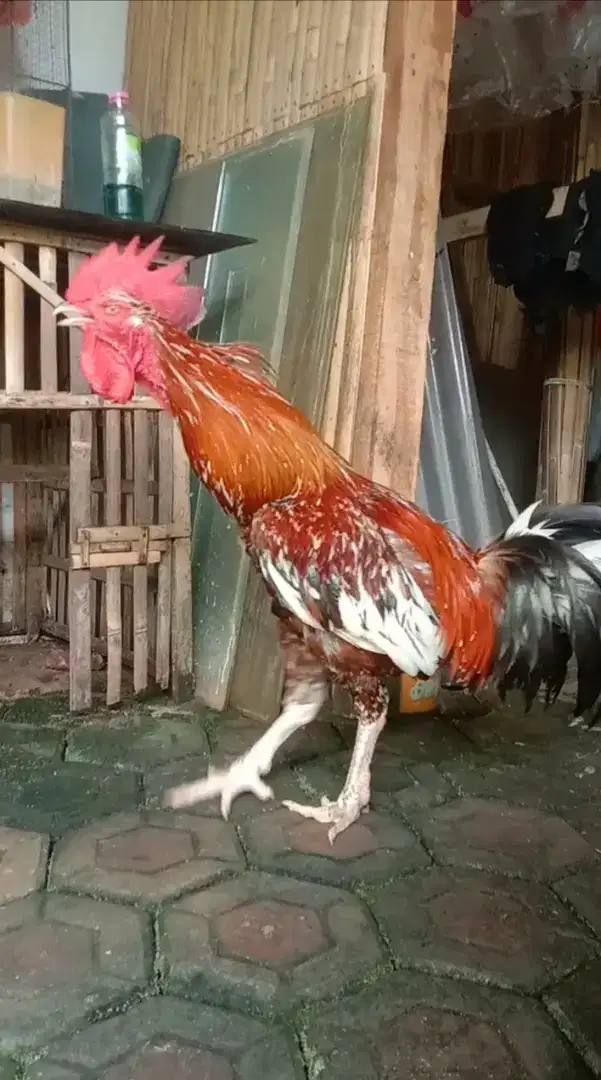 Ayam Pelung Jumbo