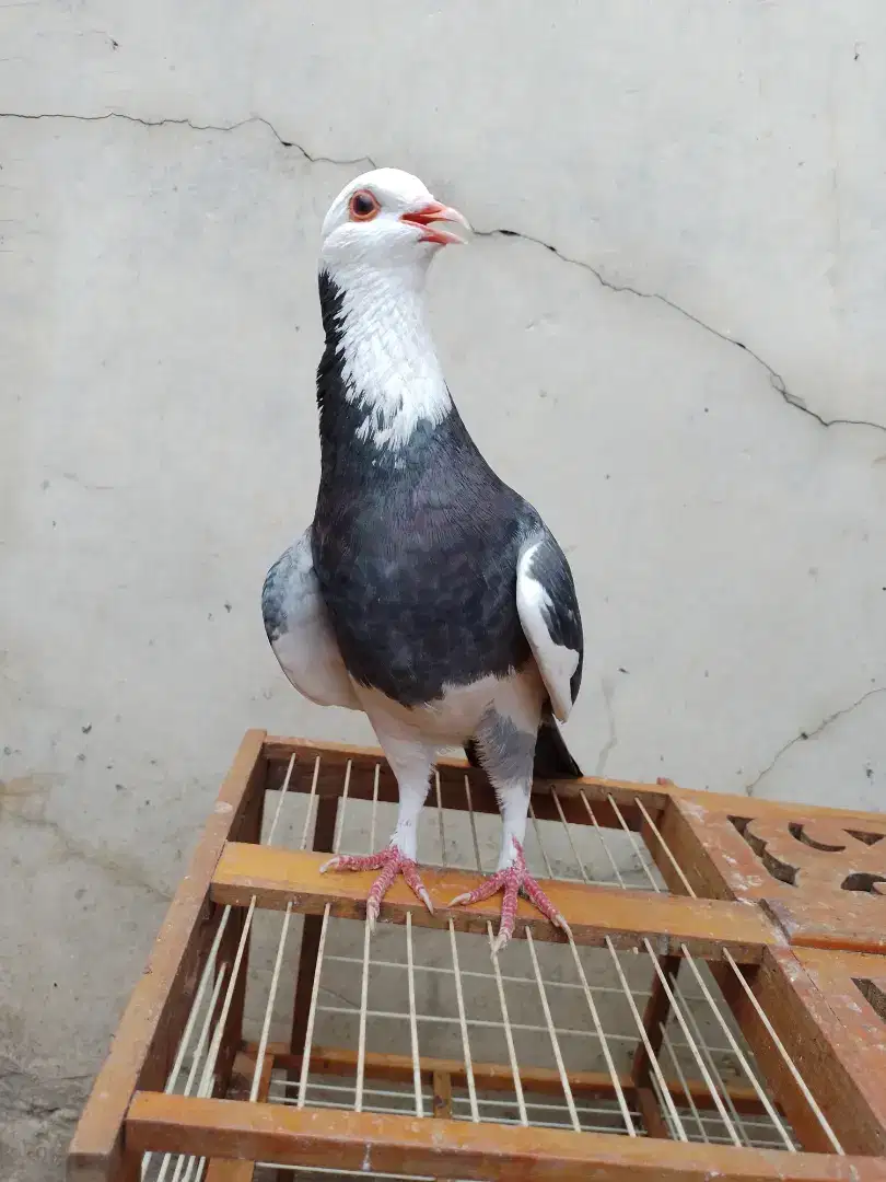 Burung merpati pasangan/burung dara tinggian