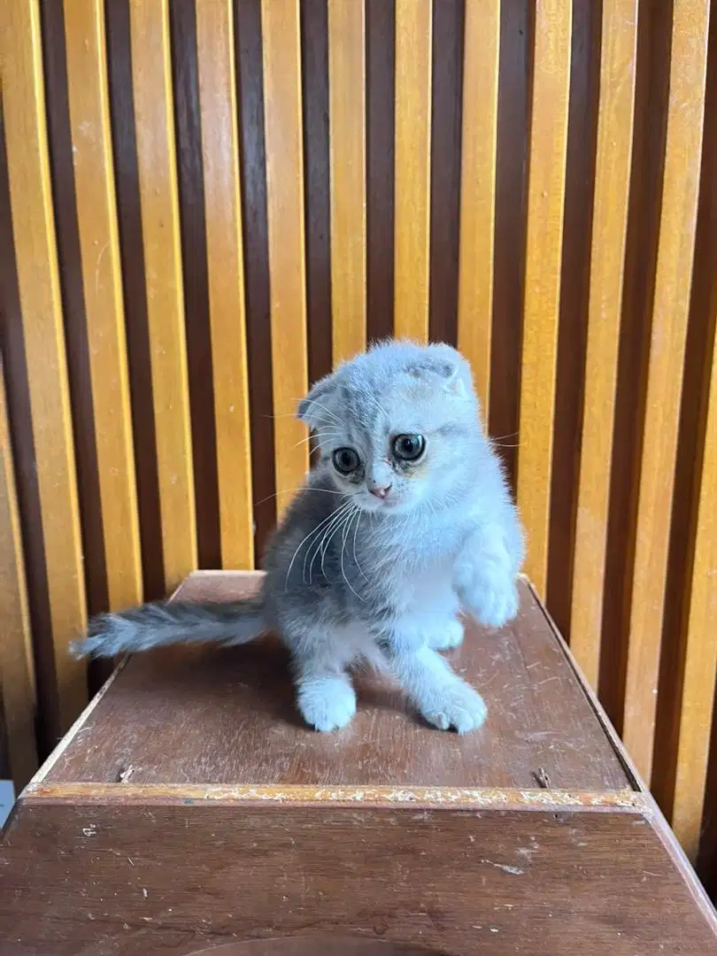 Scottish fold triple