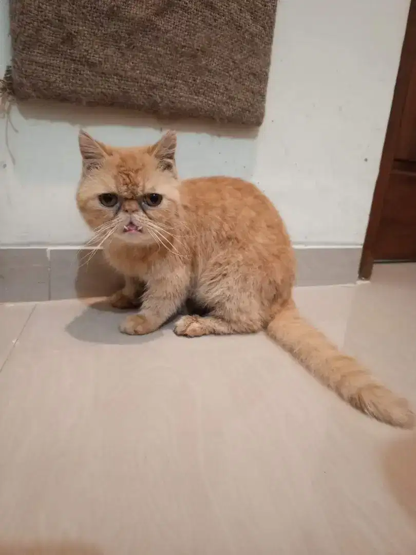 Kucing Exotic Muchkin Peaknose Cebol Pesek