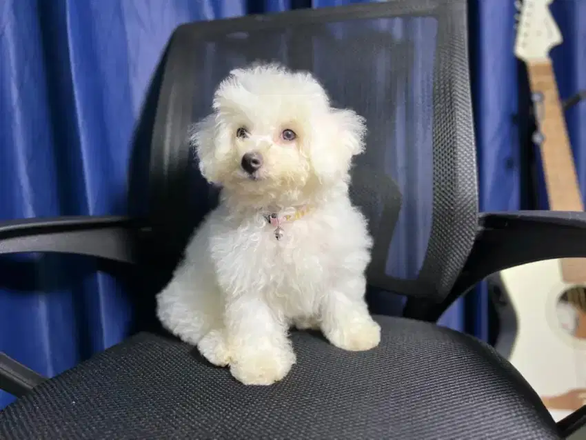 Bichon betina cantik