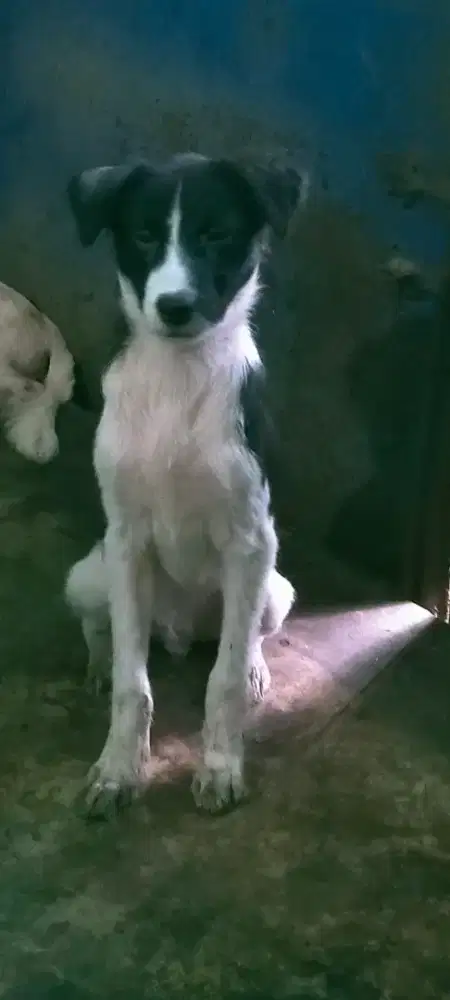 Anjing ASPIN ( Asong Pinoy ) usia 3 bln