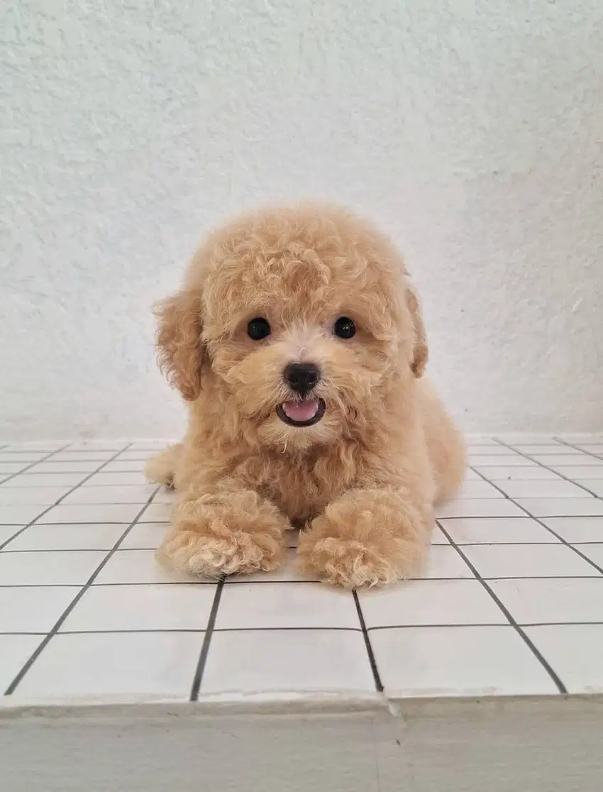 Cute Poodle Puppy