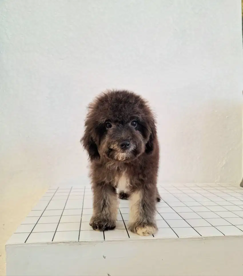 Cute Male Poodle