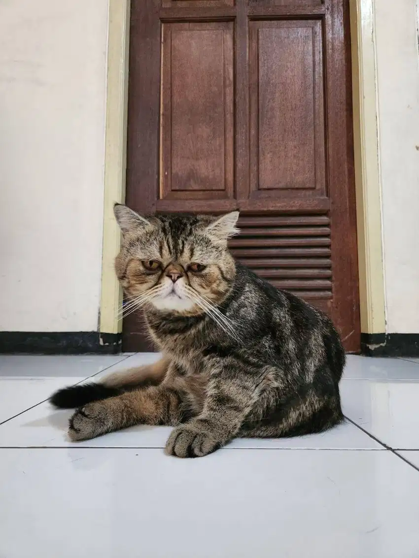 Kucing Peaknose Exotic Shorthair Good Quality