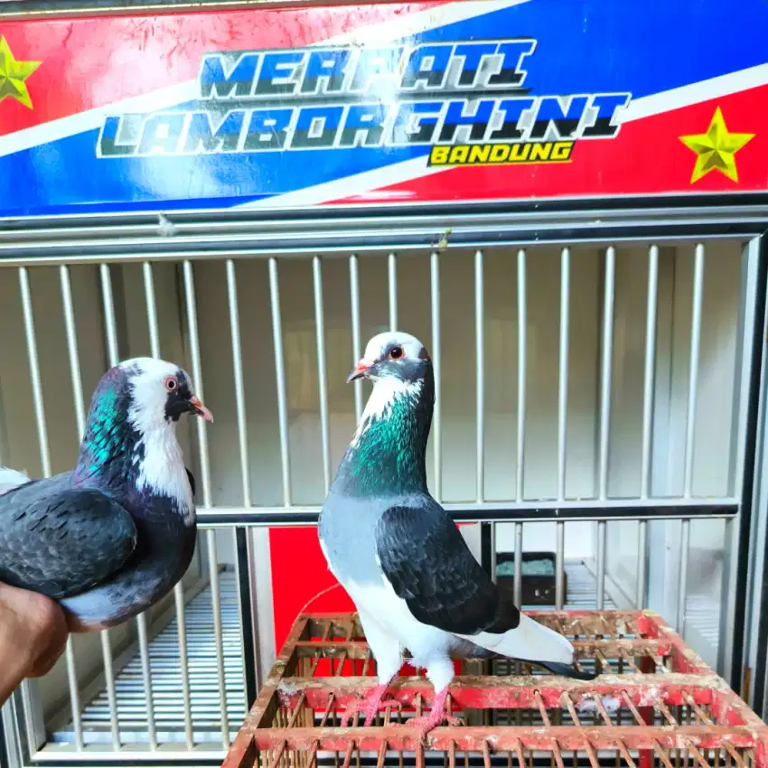 merpati plangko 1 pasang