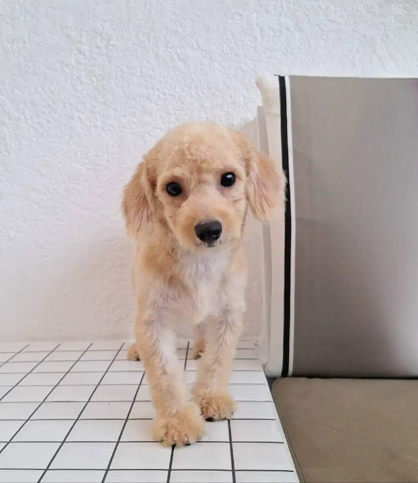 Cute Female Poodle Puupy