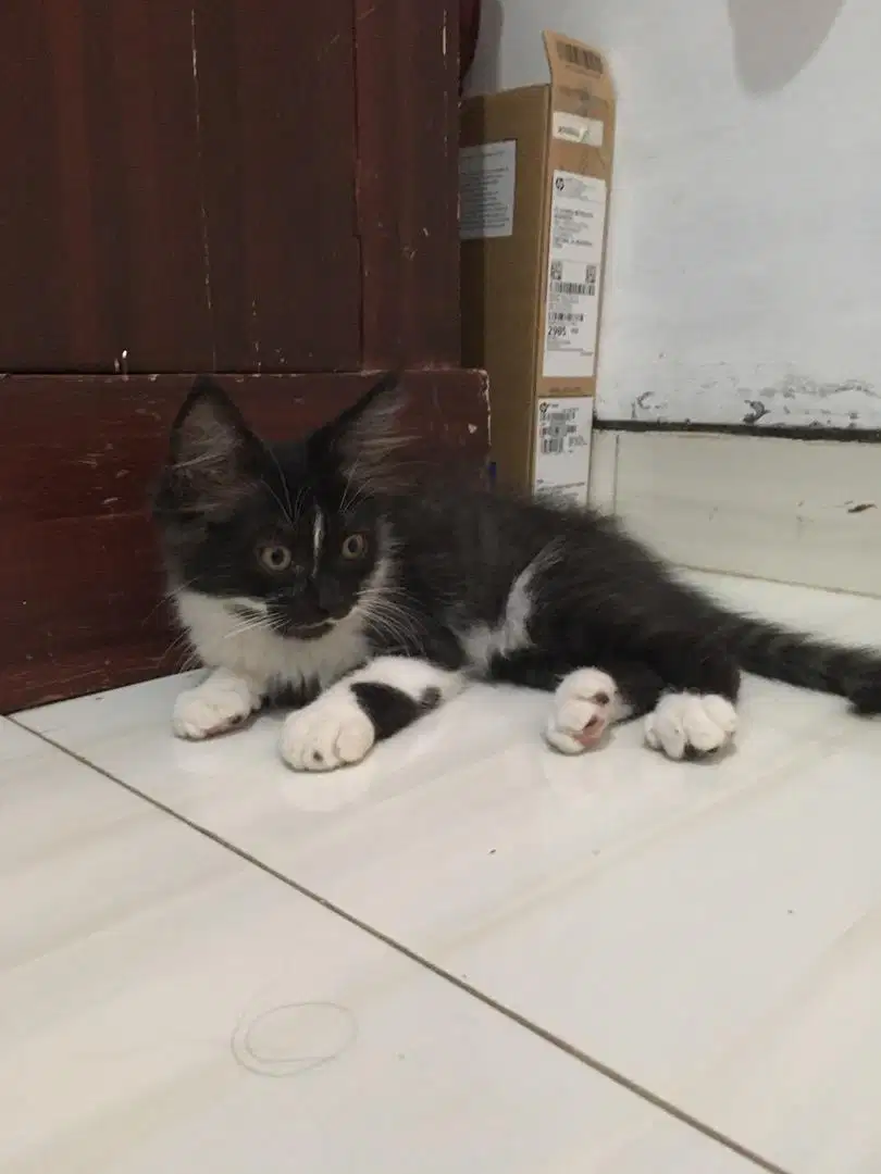 Kitten Persia Mix