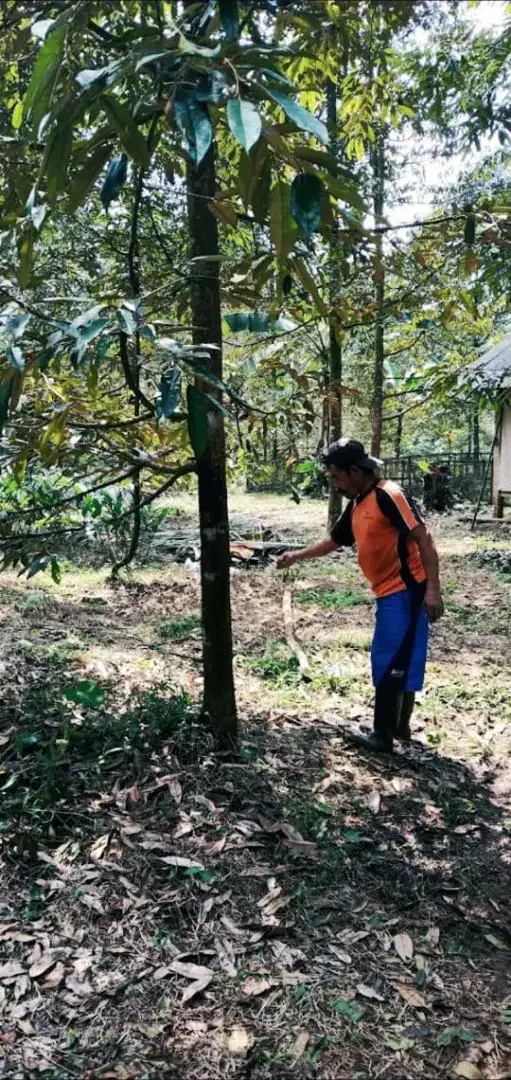 Dijual Sebidang Tanah Kebun di Desa Sunyalangu Karanglewas