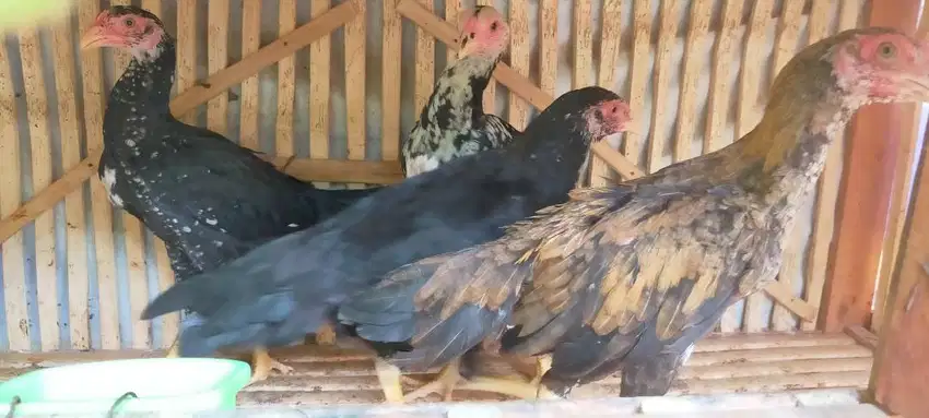 Dijual anakan ayam Bangkok Birma telur biru