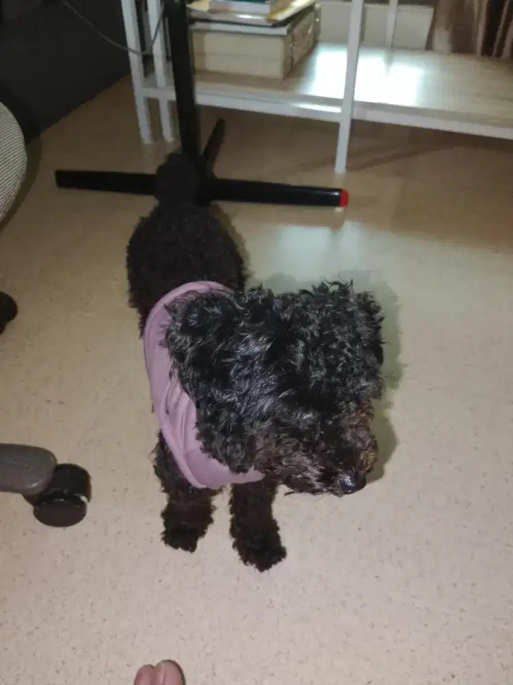 Anjing Toy Poodle pure black DOB Desember 2023 female