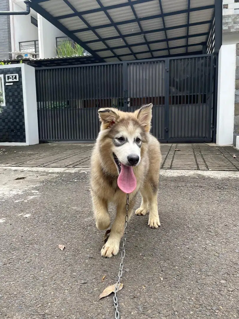 Alaskan Malamute