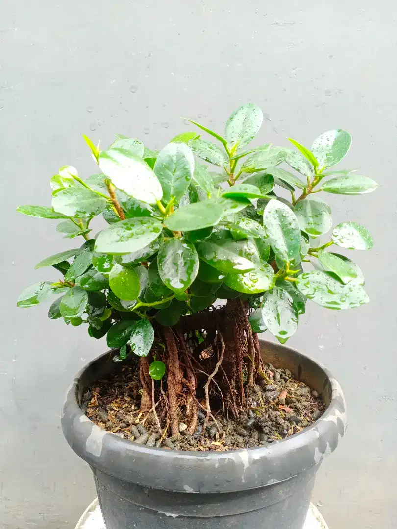 Bonsai Beringin Dolar