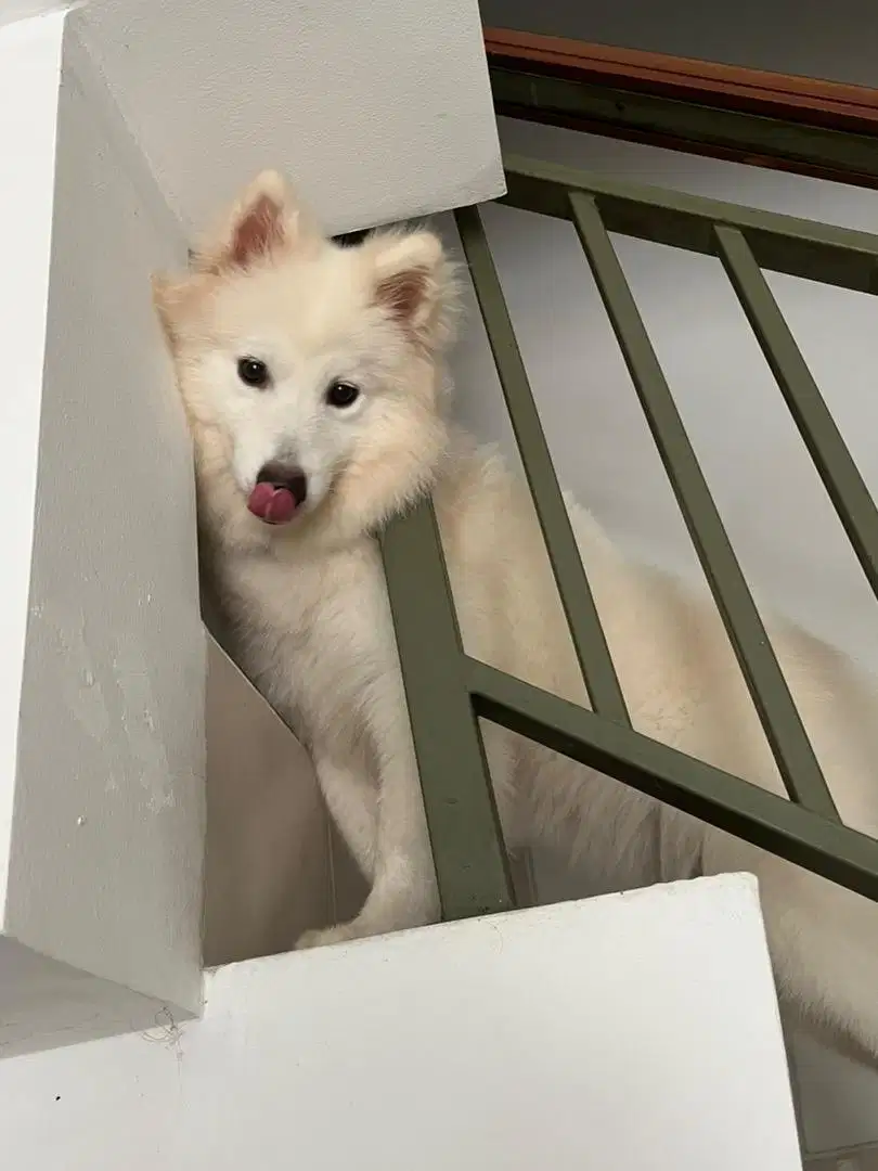 Anjing Samoyed Betina