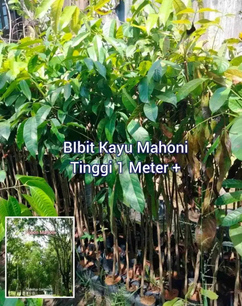 Bibit Kayu Mahoni Tinggi 1 Meter Up