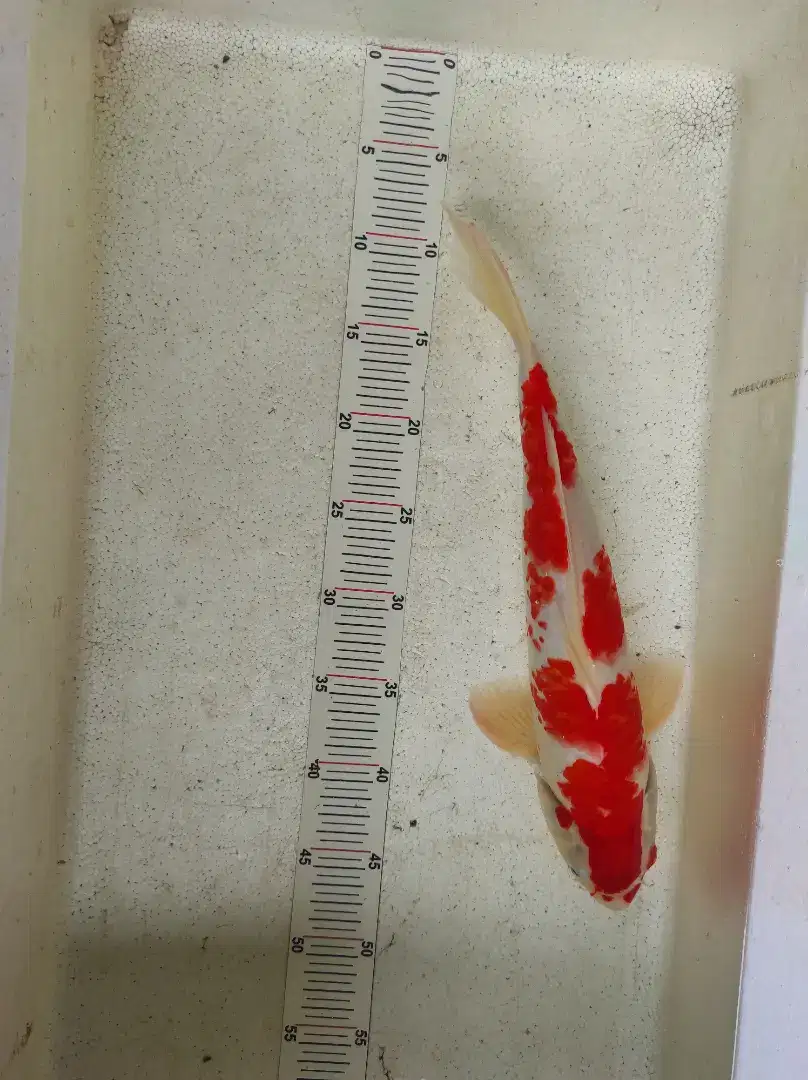 Ikan Koi kohaku size 45cm