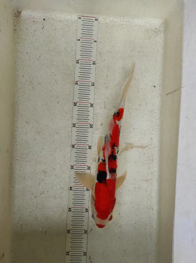 Ikan koi doitsu Sanke size 40cm