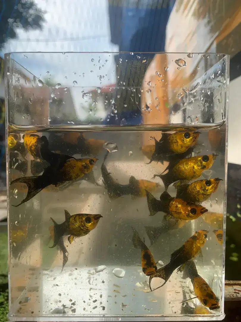 ikan hias molly / molly golden black / ikan hias aquarium