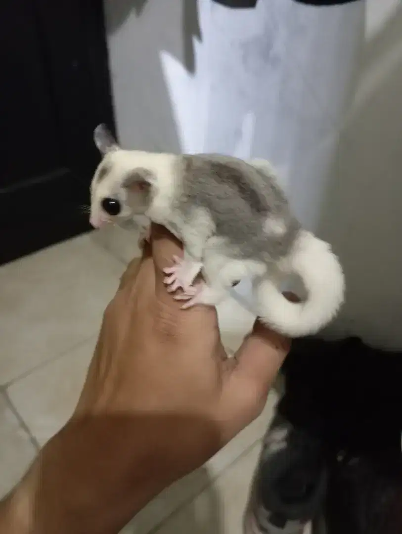 Sugar glider mozaik Het platinum