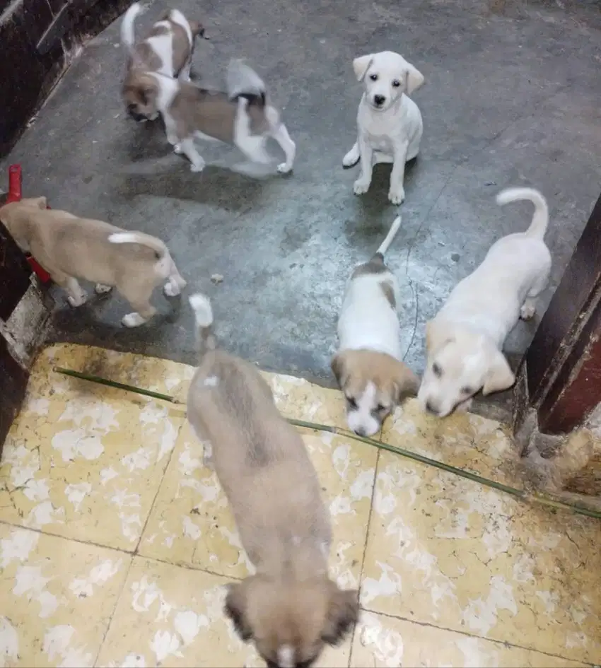 Dijual Anak Anjing Kampung