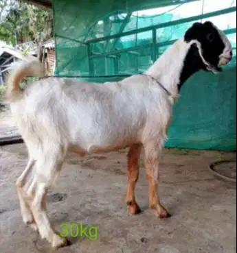 cicilan kambing qurban 35kiloan bobot hidup 600rb/bln 7x jamin manteb