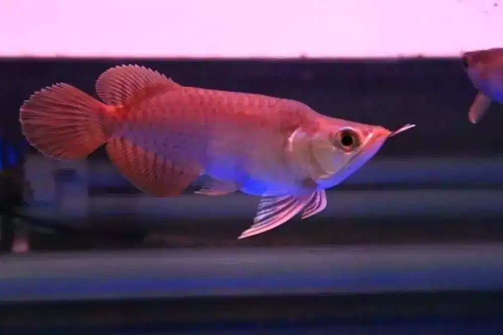 Arwana / Arowana Super Red King Kalimantan