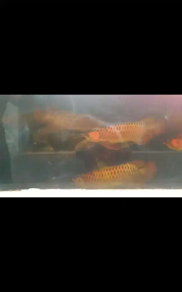 Arwana / Arowana Super Red Kalimantan 60CM (INDUKAN)
