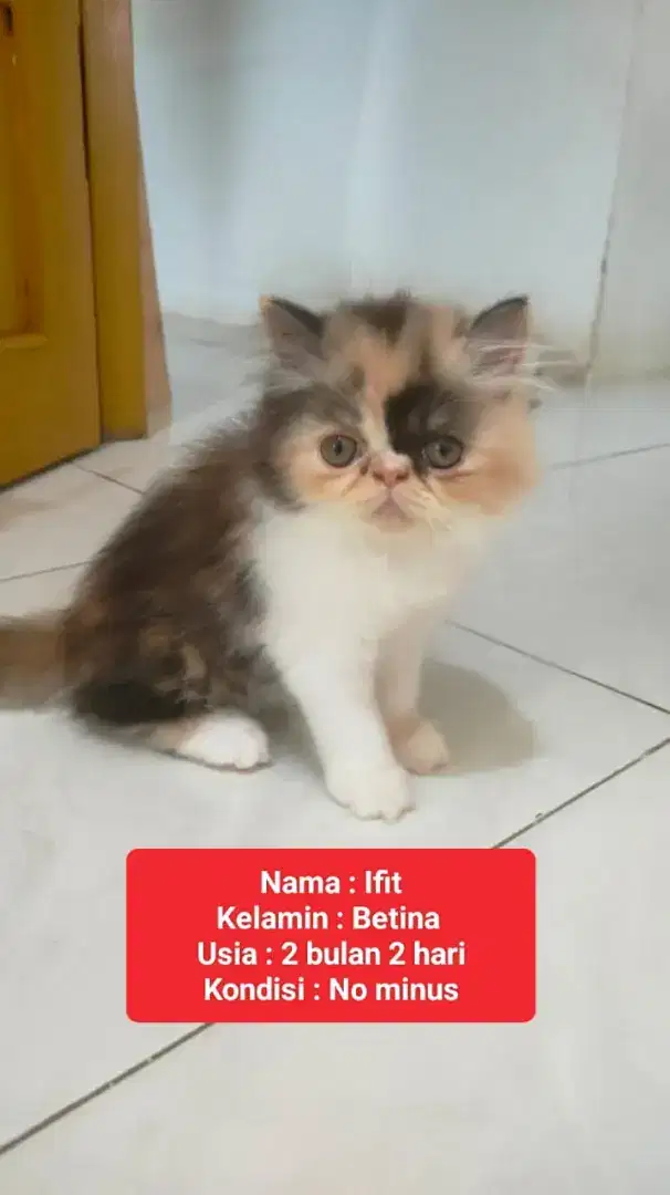 Kucing Persia Flatnose