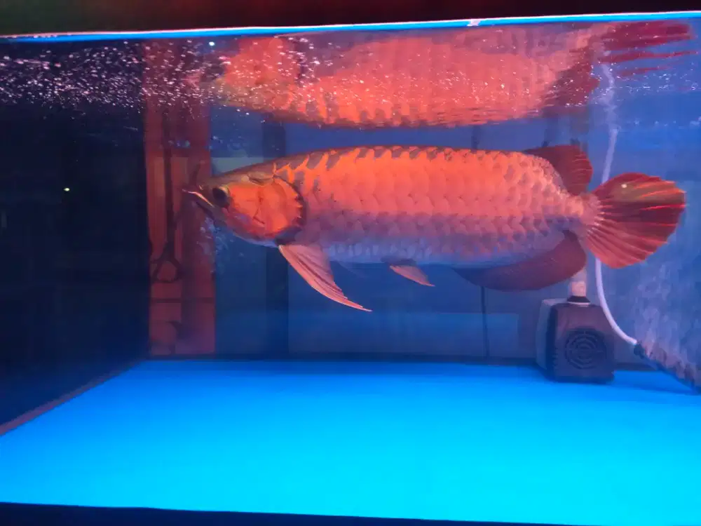Arwana / Arowana Super Red Kalimantan 45CM ( Warna Full Blok )