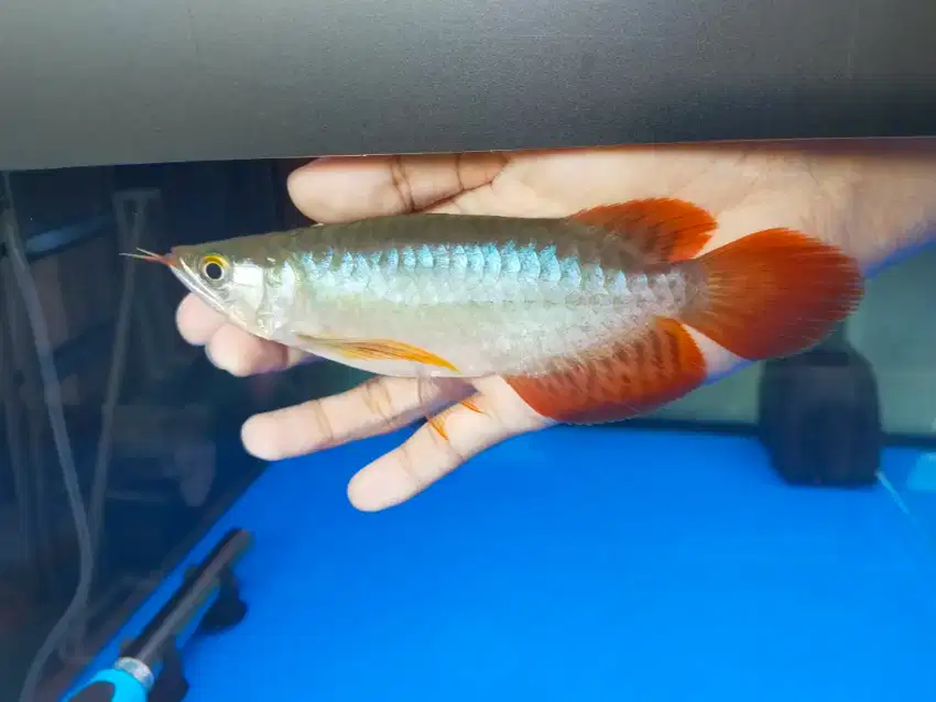 Arwana / Arowana Super Red Short Body Kalimantan