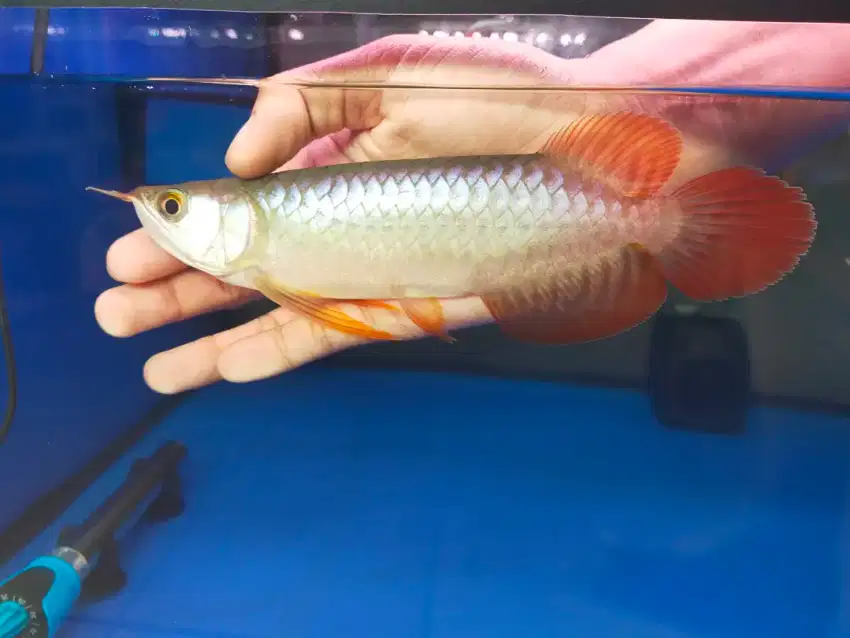 Arwana / Arowana Super Red Kalimantan 18-20CM