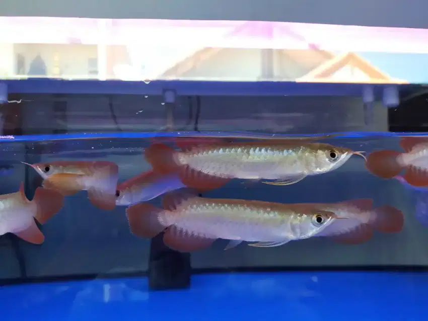 Arwana / Arowana Super Red Kalimantan 14-15CM