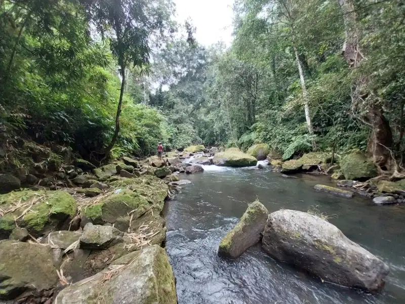 Dijual tanah dengan sungai air jernih dan jungle di bali