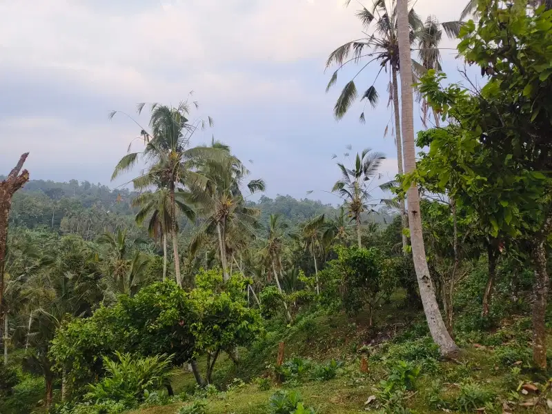 tanah kebun view lembah dan gunung di bali