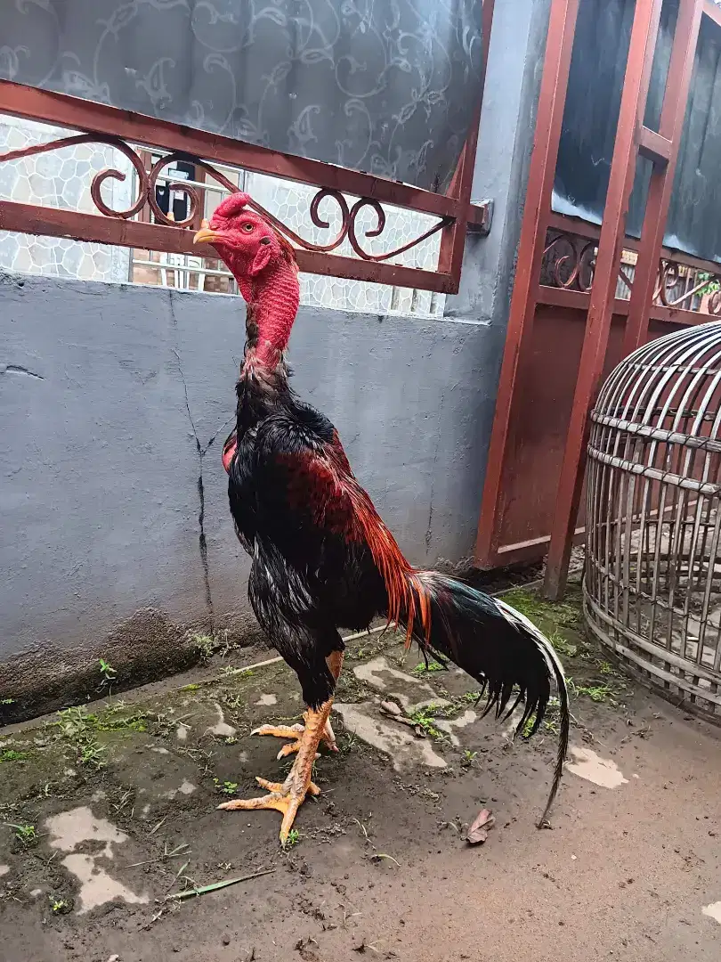 Ayam Bangkok Jenis Brazillian