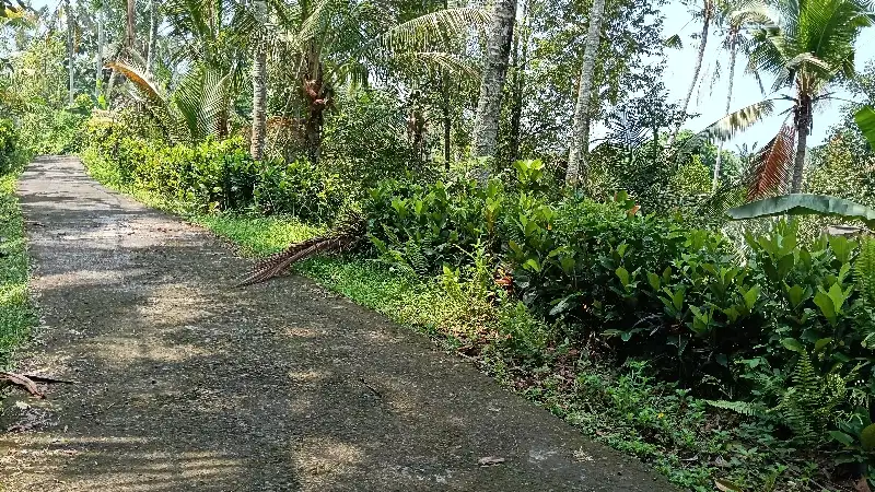 kebun durian murah meriah