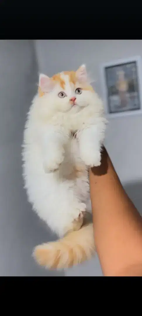 Kucing kitten persian import kualitas