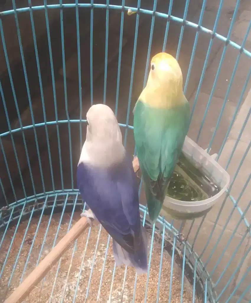 Sepasang burung Lovebird siapan.