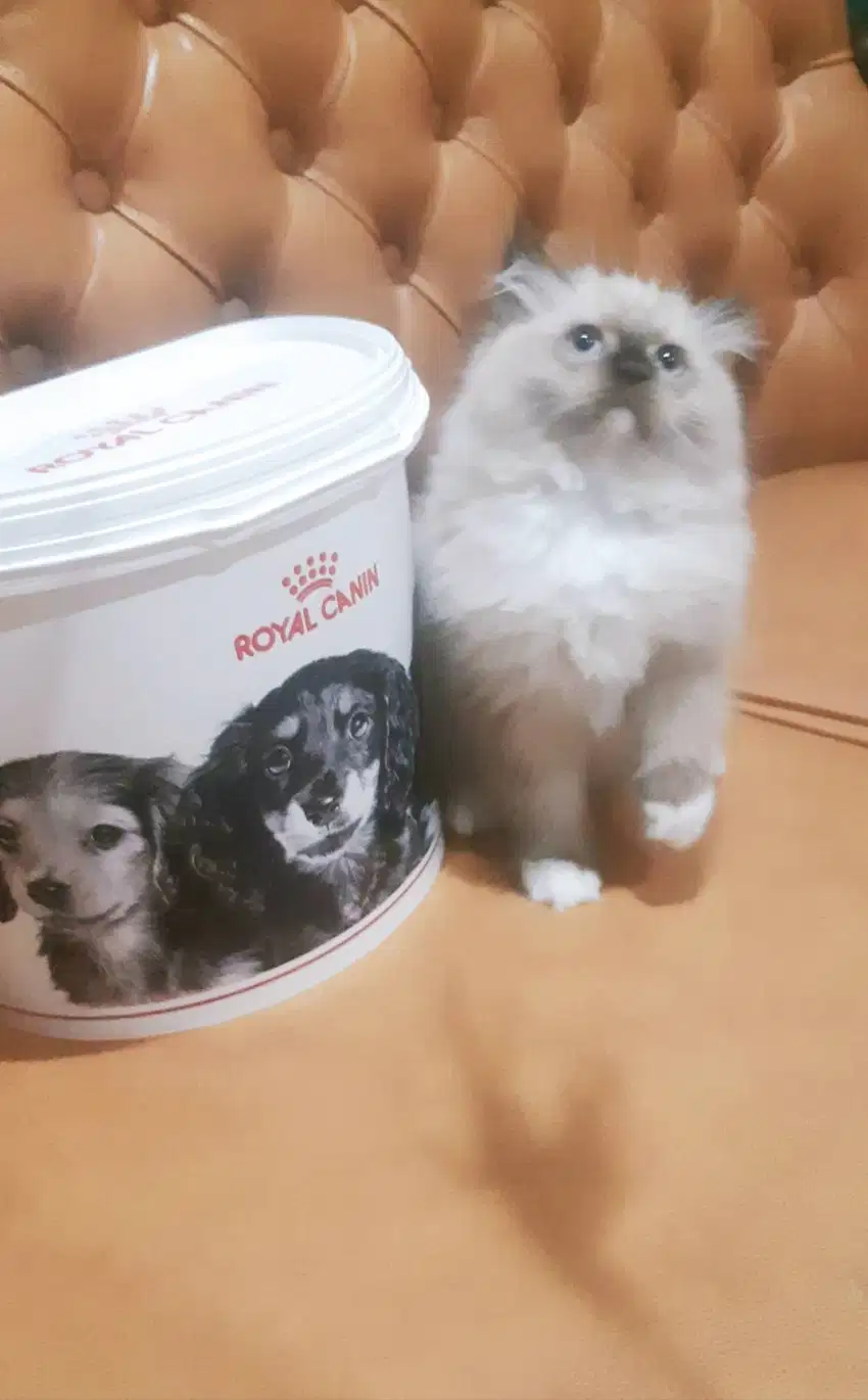 Jual Anak Kucing Ragdoll Pure,Best quality, Super Gembul Fluffy !!