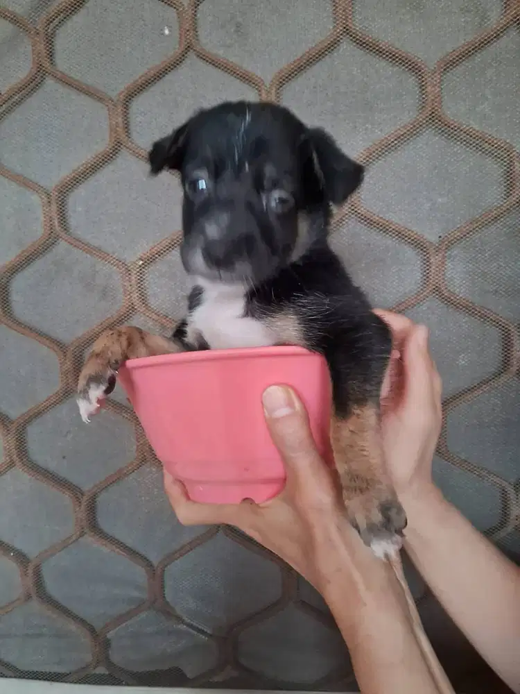 Jantan Mix Golden Retriever + Doberman