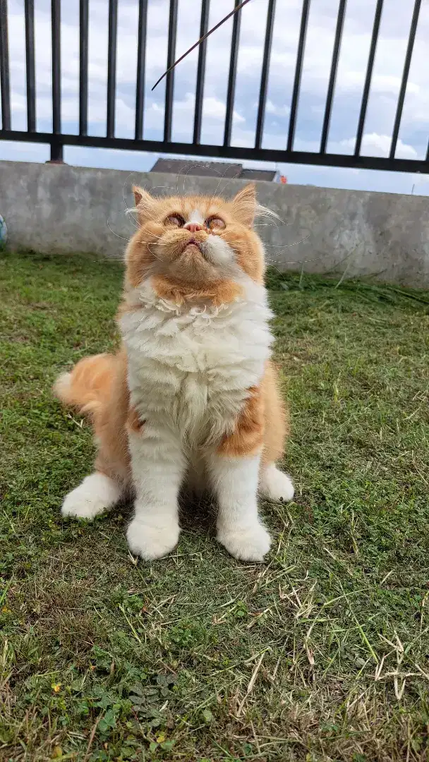 Kucing persia jantan longhair