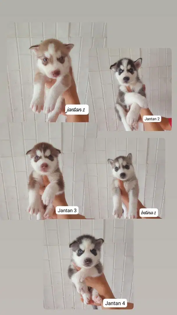 Anak anjing siberian husky